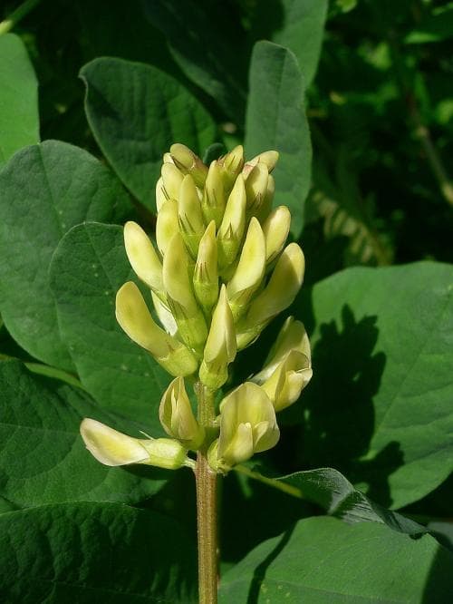 sötvedel Astragalus glycyphyllos
