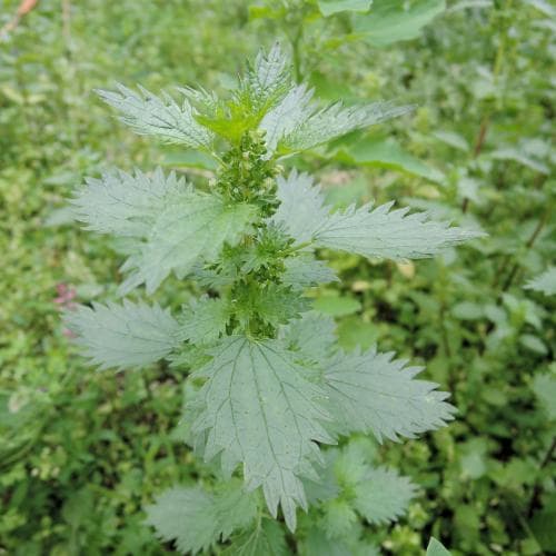 etternässla Urtica urens