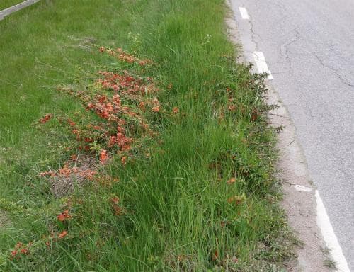 liten rosenkvitten Chaenomeles japonica