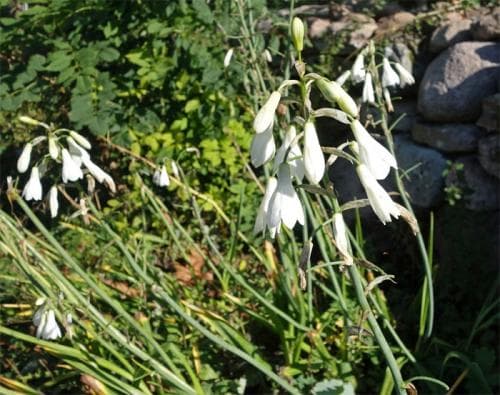 kaphyacint Galtonia candicans