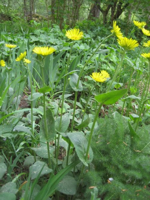 stor gemsrot Doronicum plantagineum