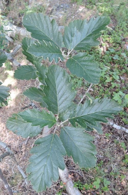 oxel Sorbus intermedia