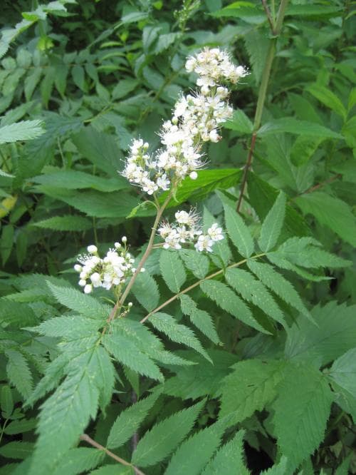 rönnspirea Sorbaria sorbifolia