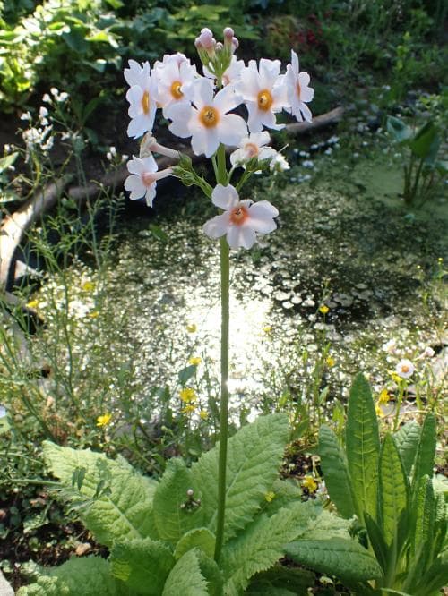 röd kandelaberviva Primula beesiana