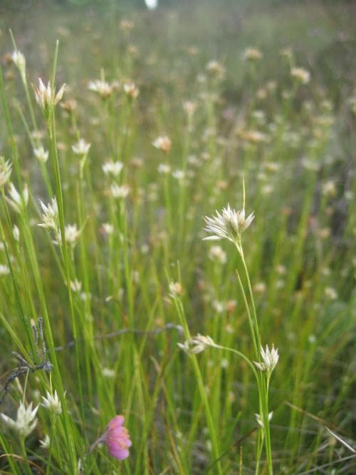 vitag Rhynchospora alba