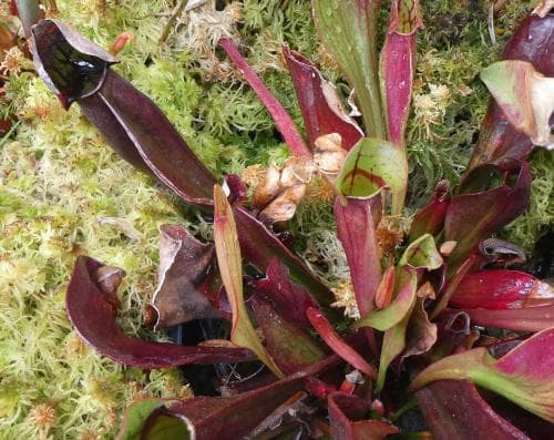 flugtrumpet Sarracenia purpurea