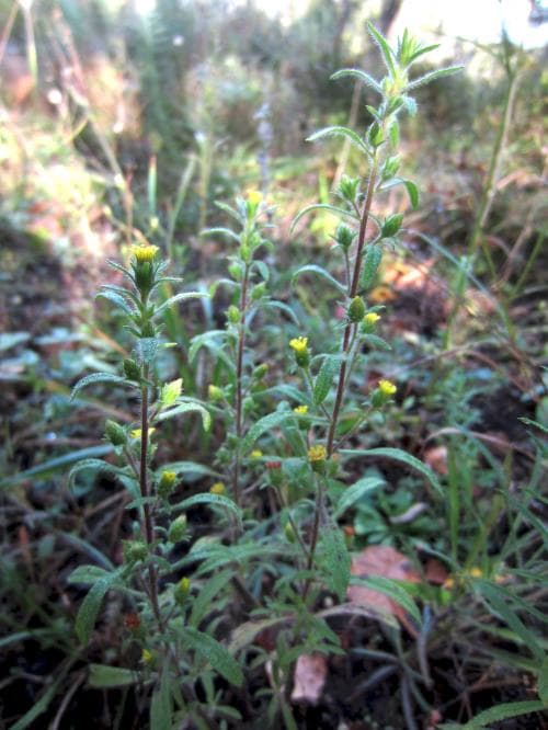 kamferkrissla Dittrichia graveolens
