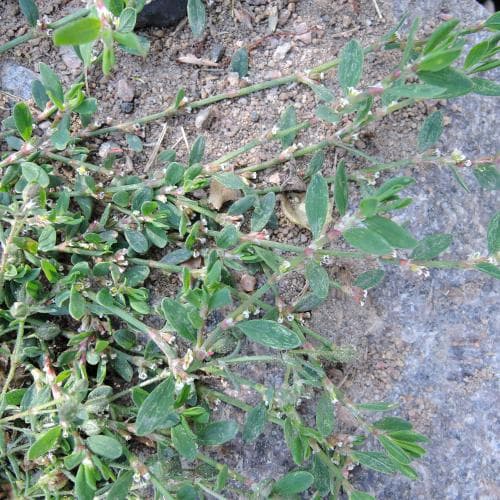 bägartrampört Polygonum aviculare subsp. microspermum