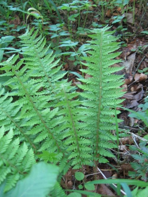 uddbräken Polystichum aculeatum