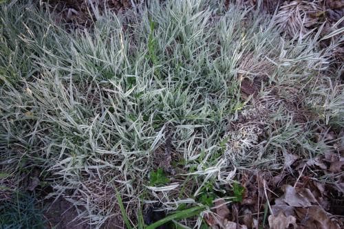 pärlhavre Arrhenatherum elatius subsp. bulbosum