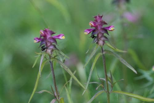 korskovall Melampyrum cristatum