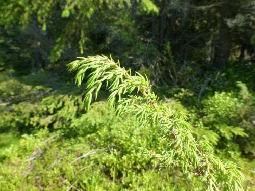 vanlig en Juniperus communis var. communis