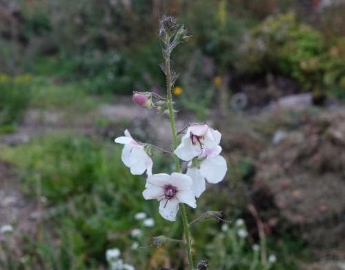 sommarkungsljus Verbascum blattaria