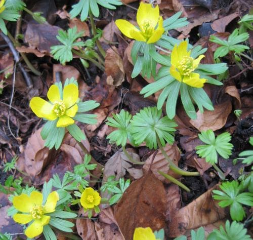 vintergäck Eranthis hyemalis