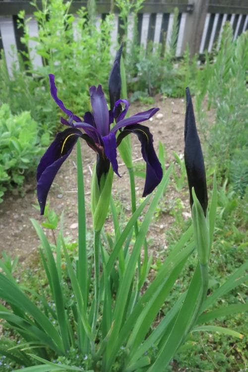 sammetsiris Iris chrysographes