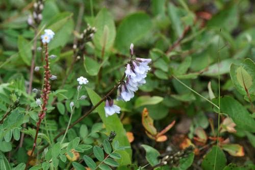 vippvedel Astragalus norvegicus