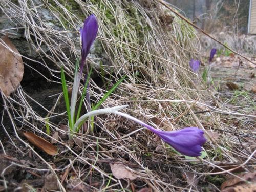 vårkrokus Crocus vernus