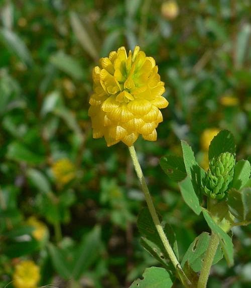 gullklöver Trifolium aureum