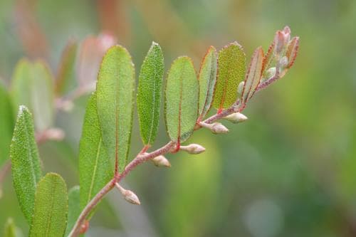 finnmyrten Chamaedaphne calyculata