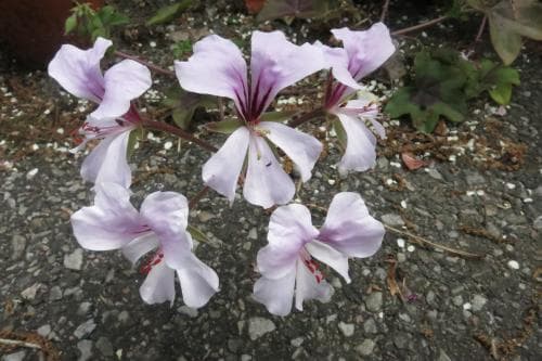 hängpelargon Pelargonium peltatum