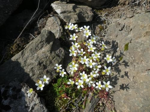 mattbräcka Saxifraga rosacea