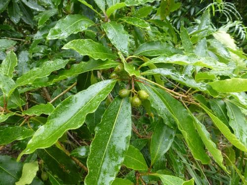 krusig glansbuske Pittosporum undulatum