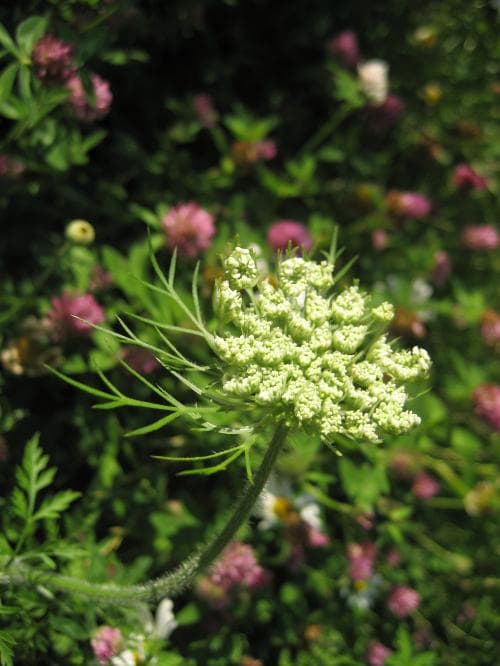 vildmorot Daucus carota subsp. carota