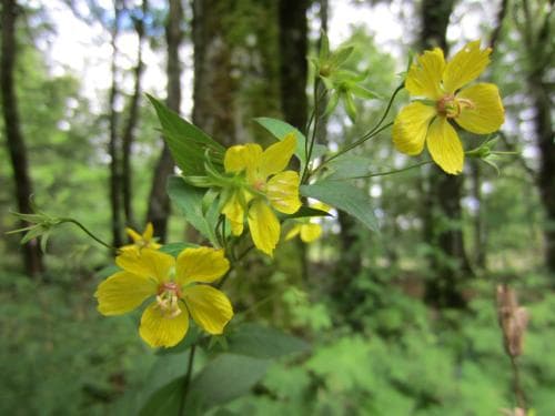 guldlysing Lysimachia ciliata
