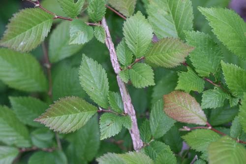 lundalm Ulmus minor