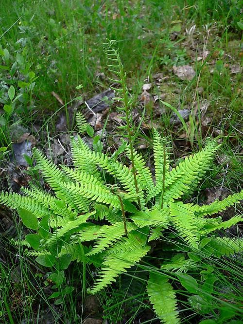 vanlig kambräken Blechnum spicant var. spicant