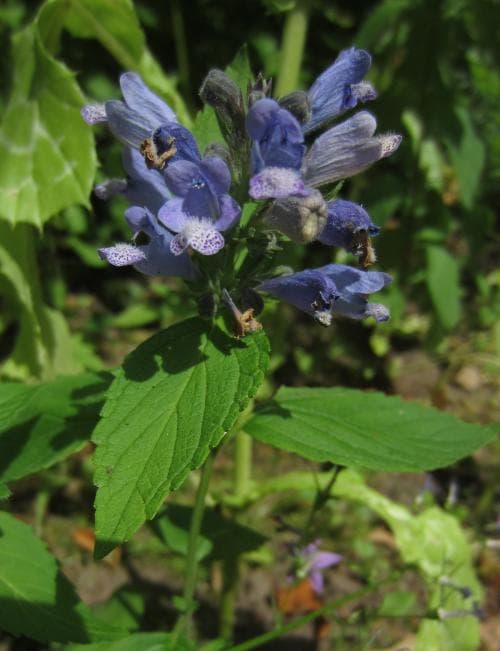 stor drakblomma Nepeta sibirica