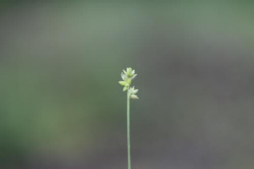tågstarr Carex tenuiflora