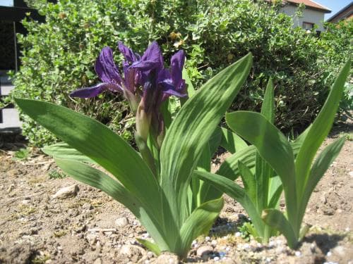 skomakariris Iris aphylla