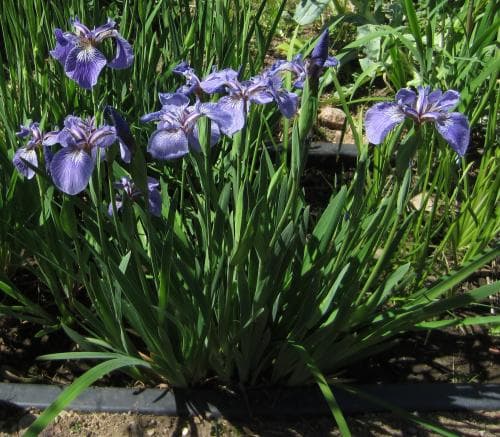 tuviris Iris setosa