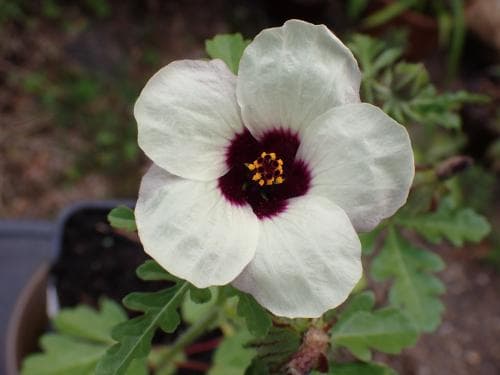 timvisare Hibiscus trionum