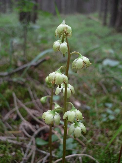 grönpyrola Pyrola chlorantha