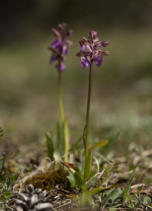 alpnycklar Orchis spitzelii