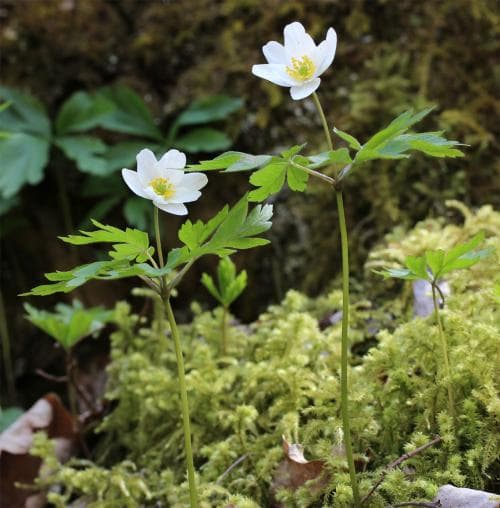 vitsippa Anemone nemorosa