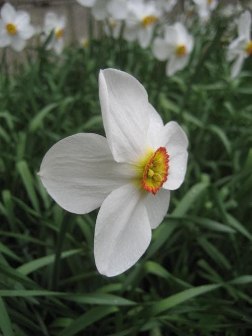 pingstlilja Narcissus poëticus