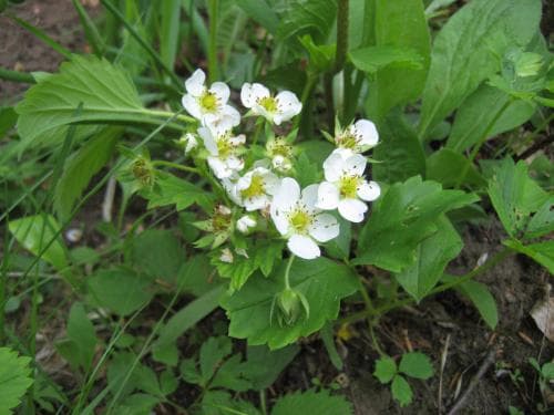 scharlakanssmultron Fragaria virginiana