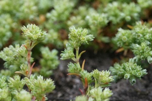 tuvknavel Scleranthus annuus subsp. polycarpos