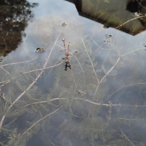 axslinga Myriophyllum spicatum