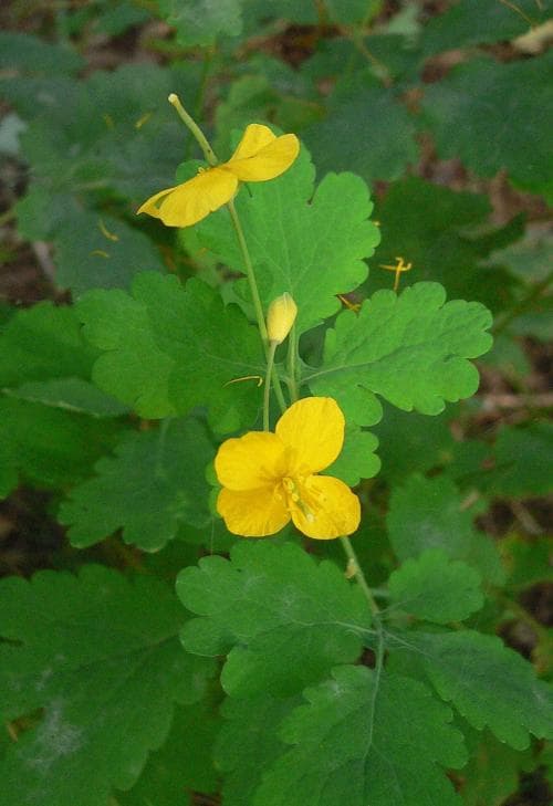 skelört Chelidonium majus