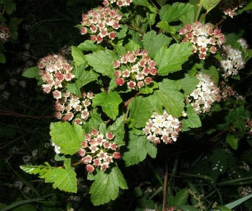 smällspirea Physocarpus opulifolius