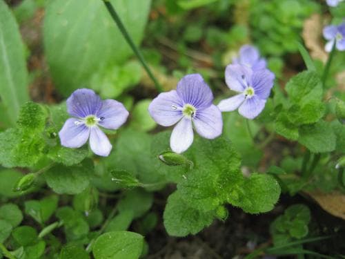 trådveronika Veronica filiformis