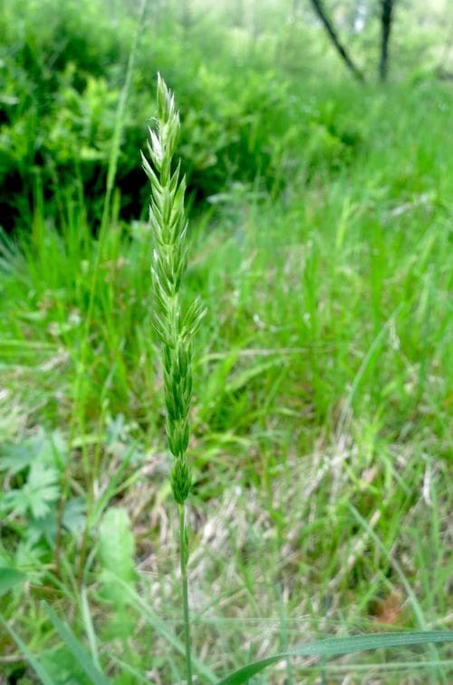 grön tofsäxing Koeleria pyramidata