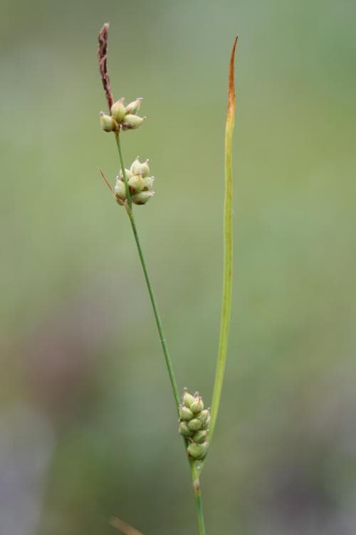 klotstarr Carex globularis