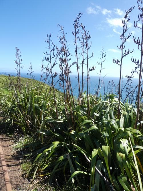 nyzeeländskt lin Phormium tenax