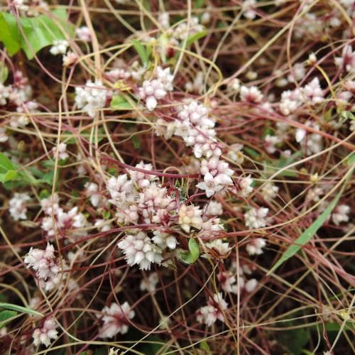 äkta ljungsnärja Cuscuta epithymum var. epithymum