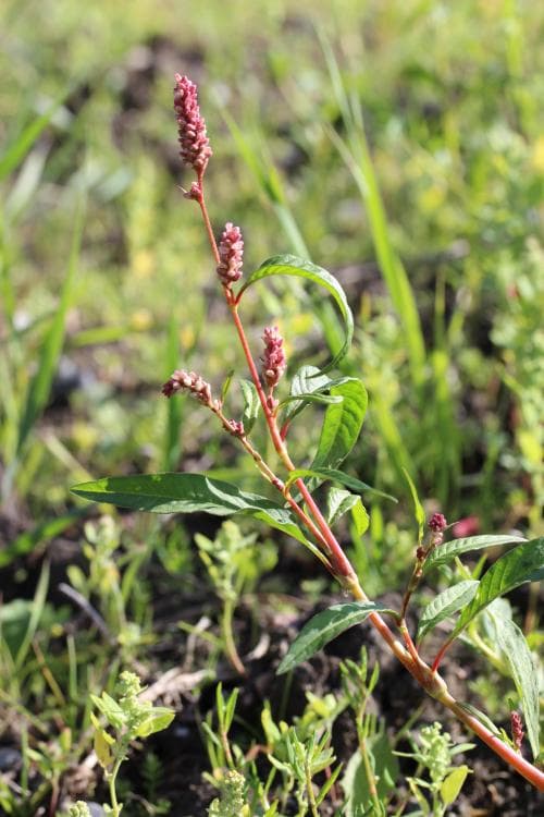 vanlig pilört Persicaria lapathifolia subsp. pallida